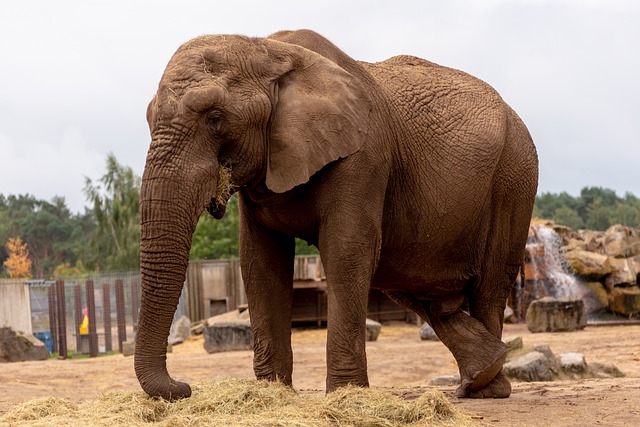 Elephant standing on sand.