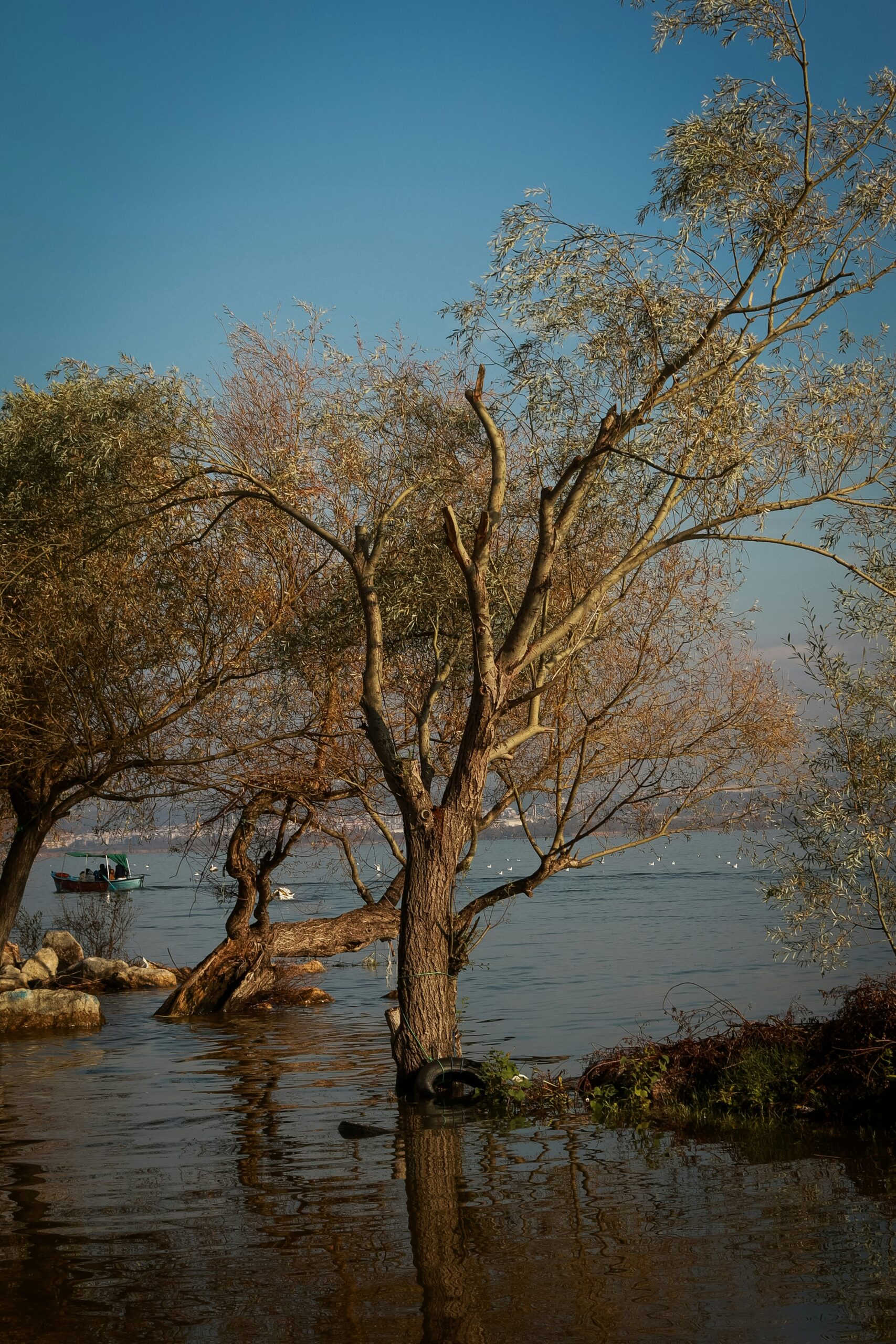 Picture of a tree placed in the middle of a lake with boats flowing in the background. Golyazi in Bursa, Turkey.