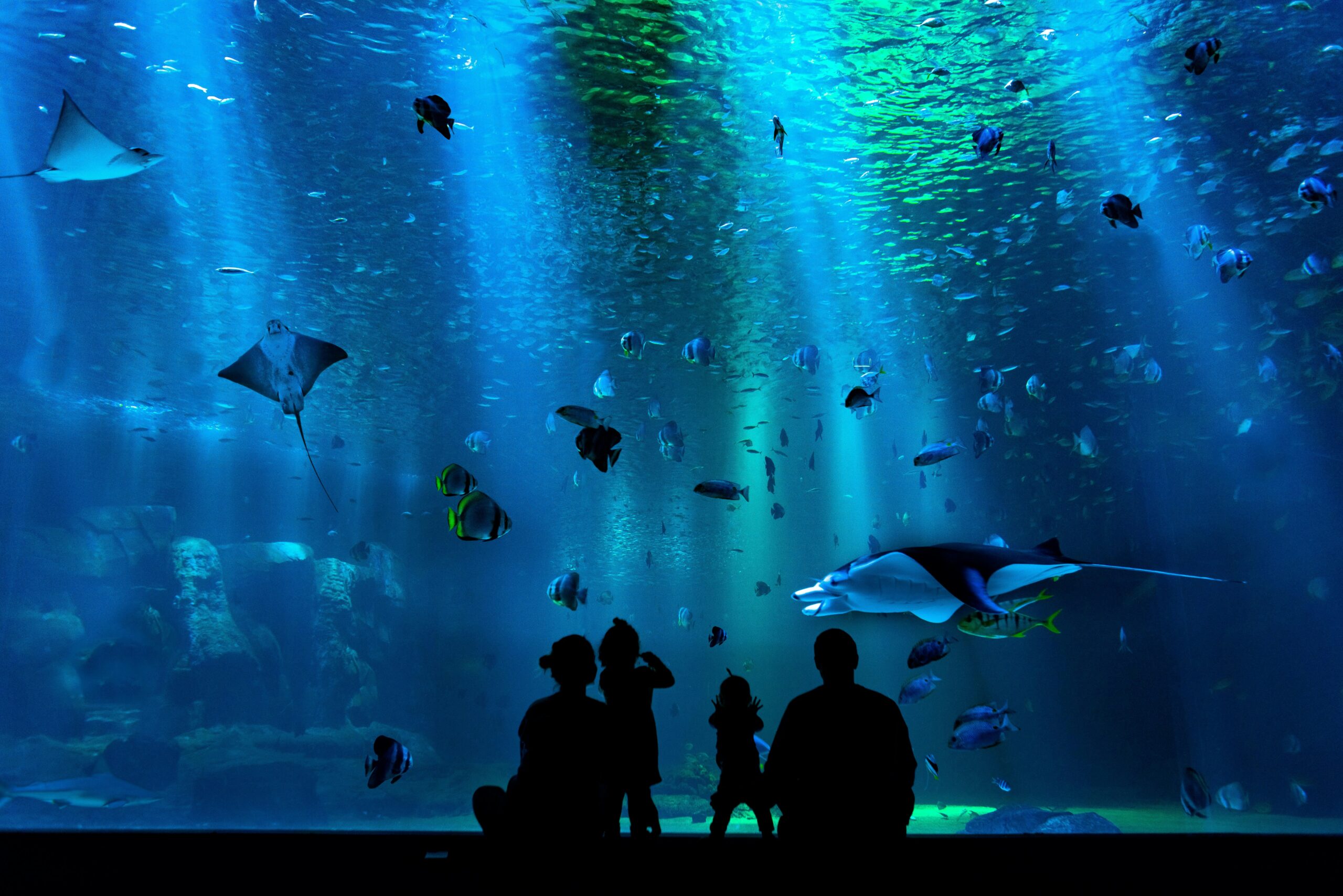 Silhouette of people looking at an aquarium