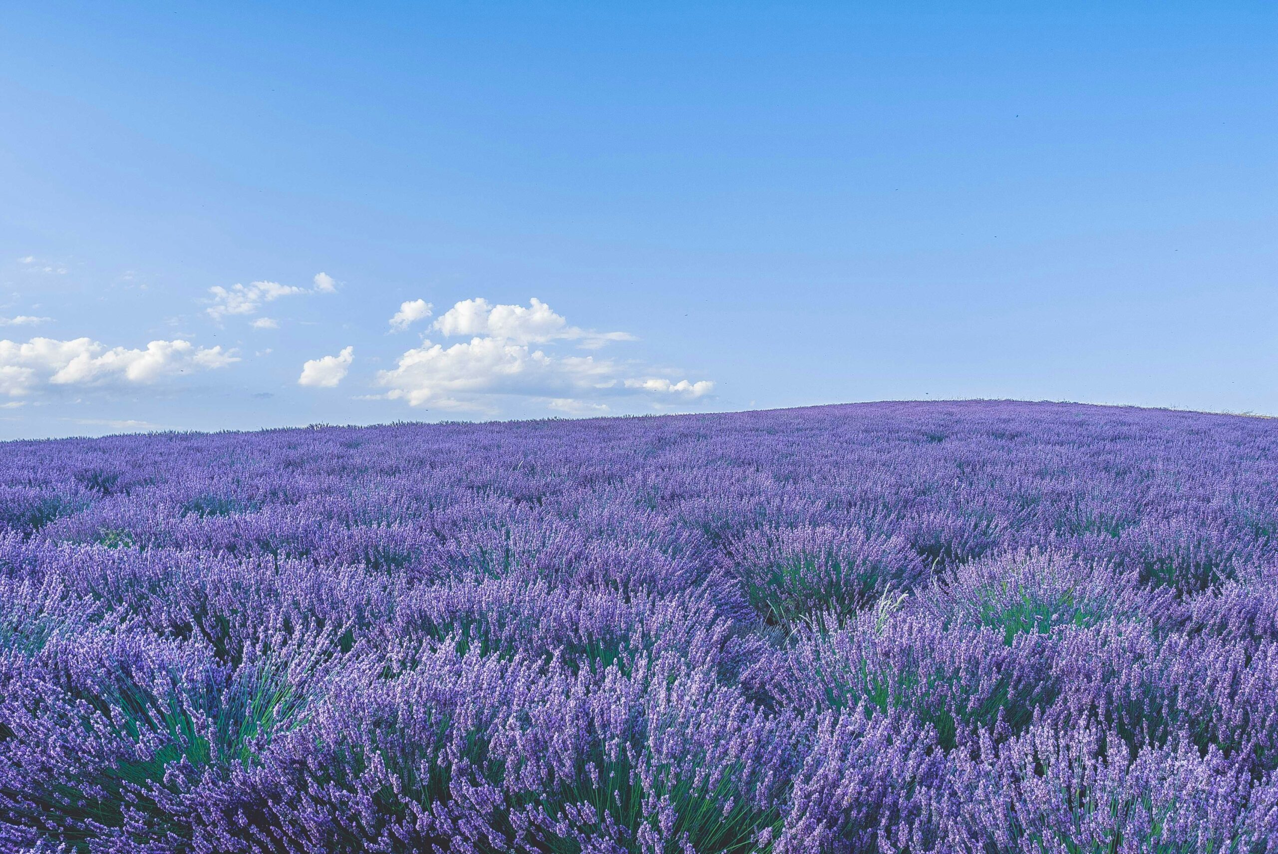 Purple flower field under blue sky during daytime.