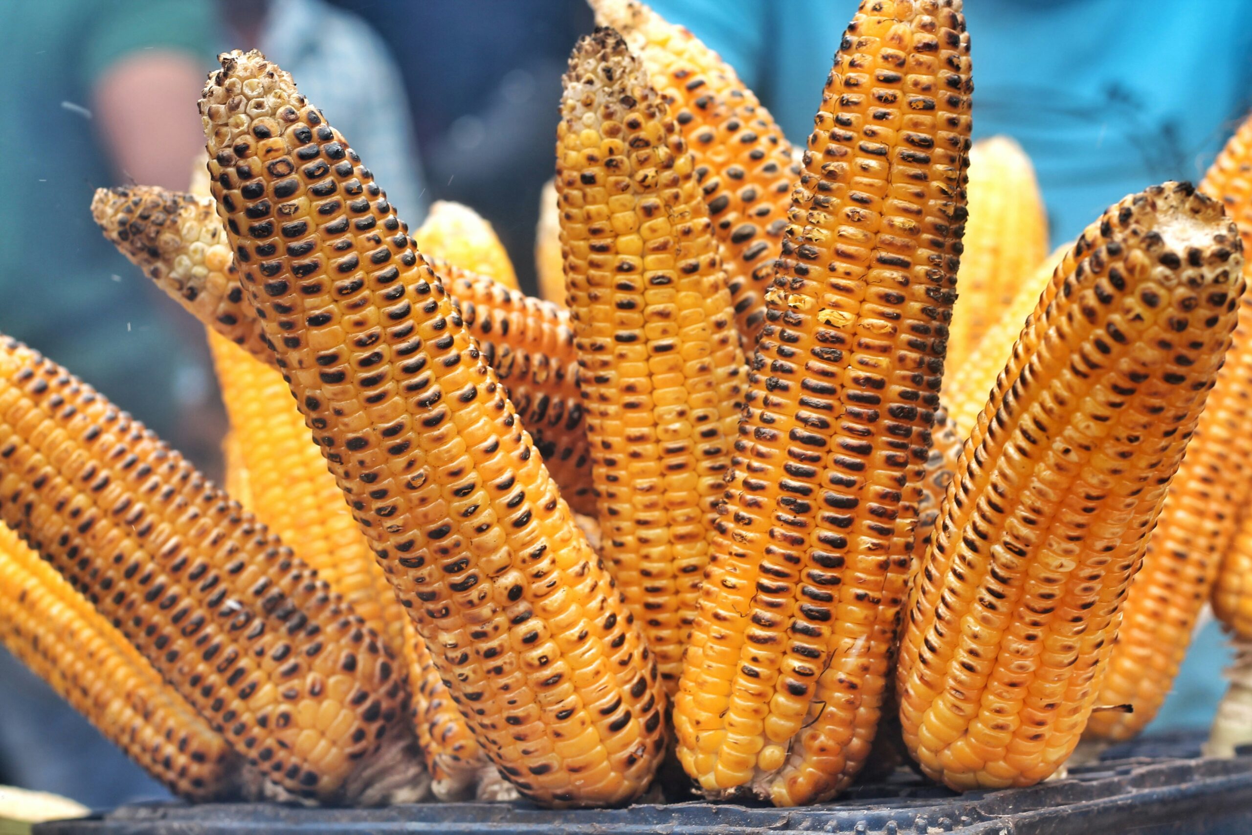 Close up of grilled corn 