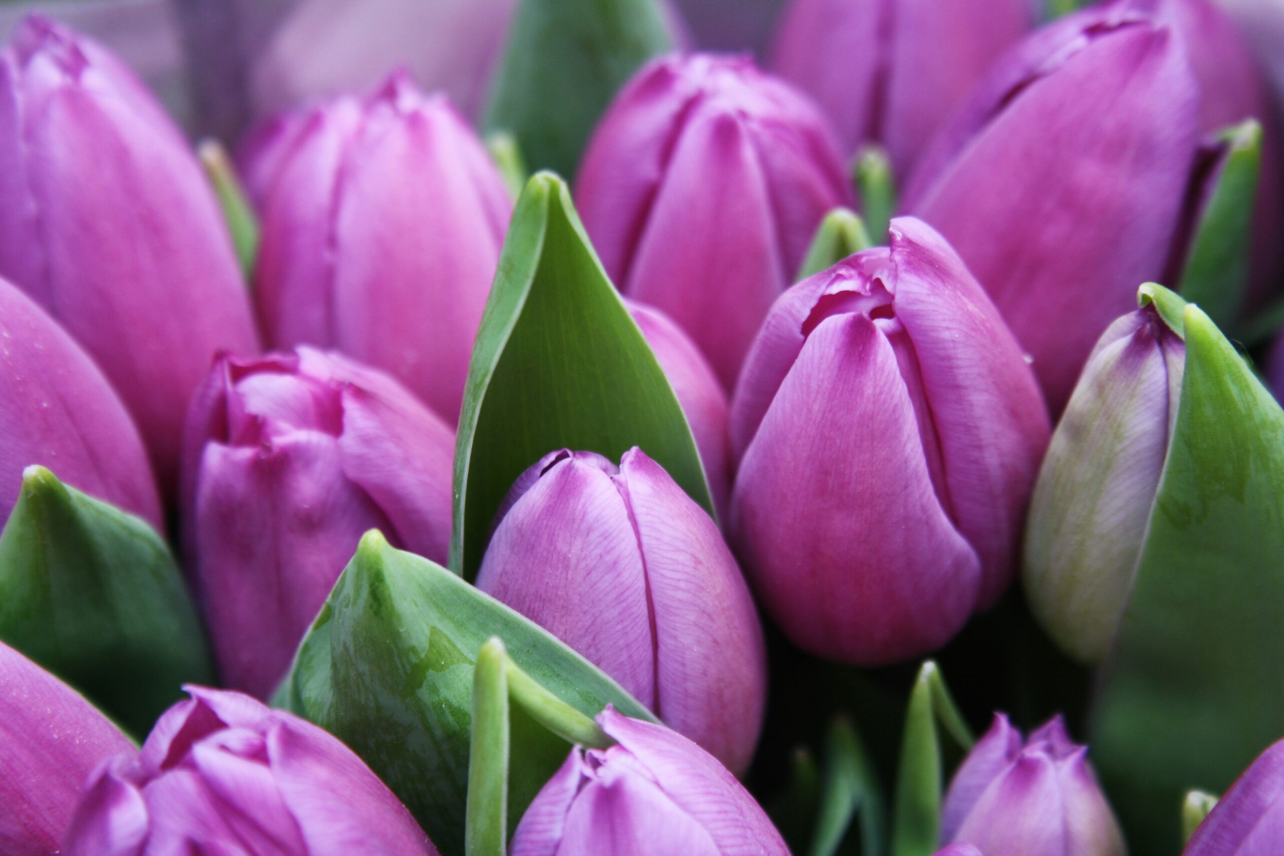 sylwia-forysinska-xpVWMuxqJVQ-unsplash - Turkey Family Holidays close up of a field of purple-pink tulips