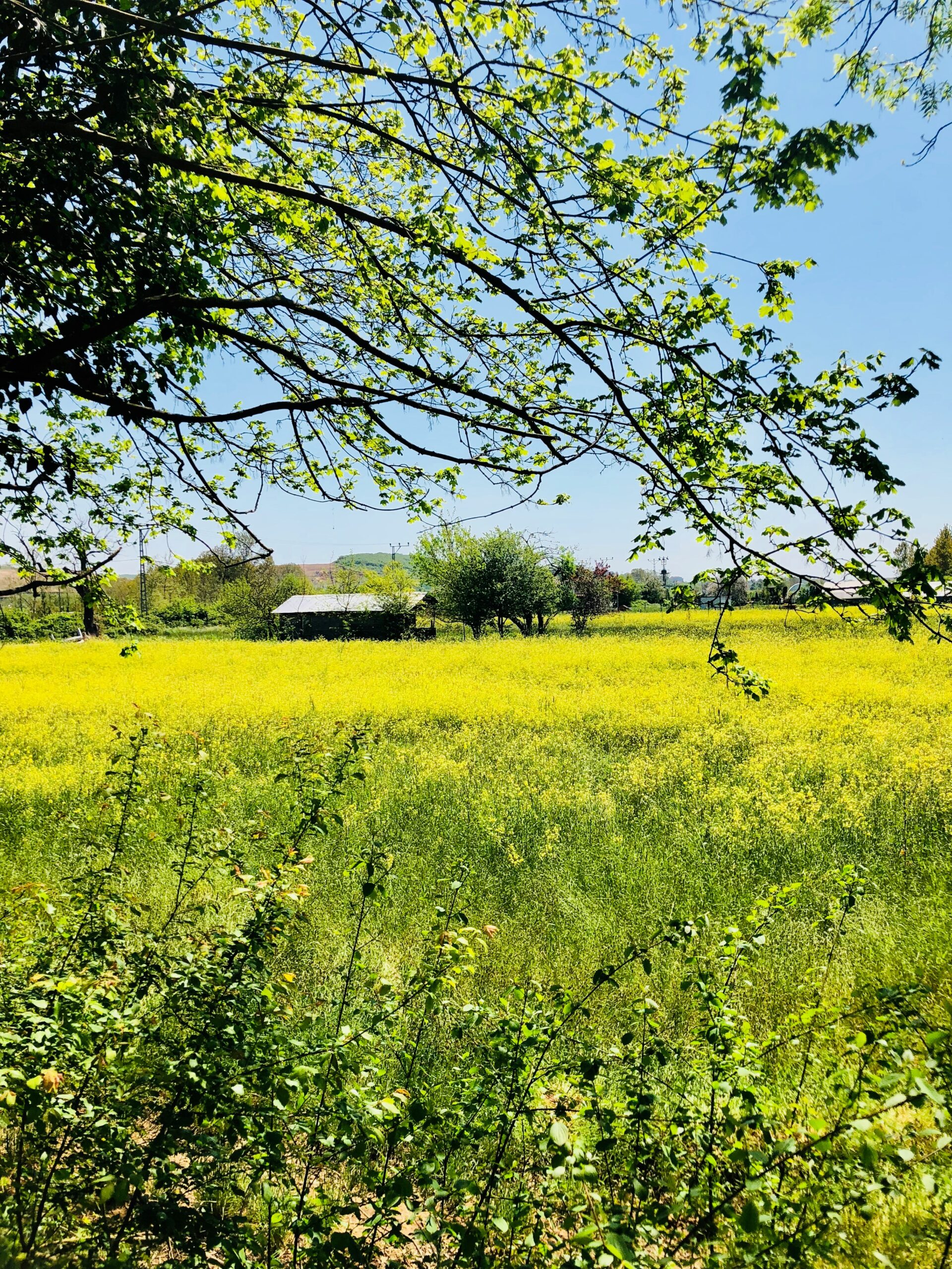 green grass field with trees during day time.