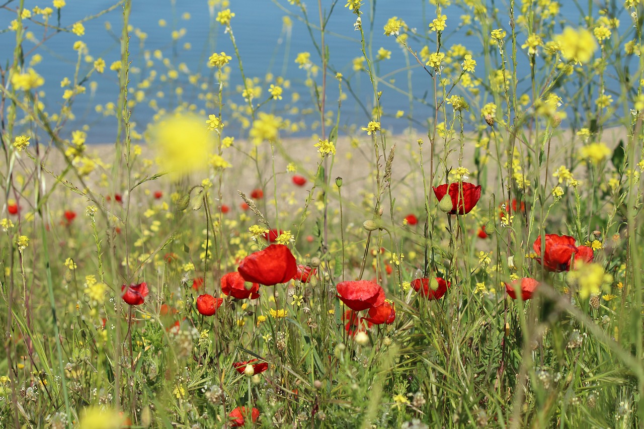 gelincilk flower area meadow